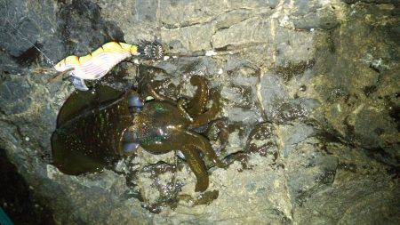 釣り始めが……