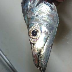 タチウオまだまだ行けます