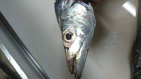 タチウオまだまだ行けます