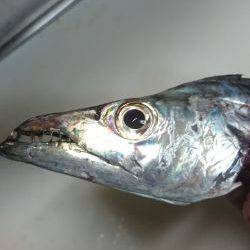 タチウオまだまだ行けます