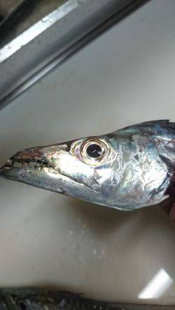 タチウオまだまだ行けます