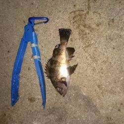 大寒波前に行っとこ