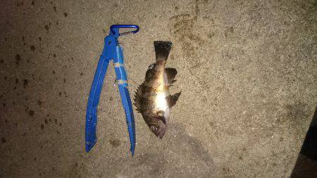 大寒波前に行っとこ