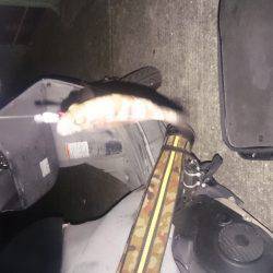 初詣のあとは、やっぱり釣りでしょ