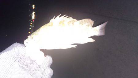 メバル釣れました