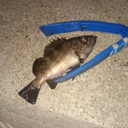 アジがいました