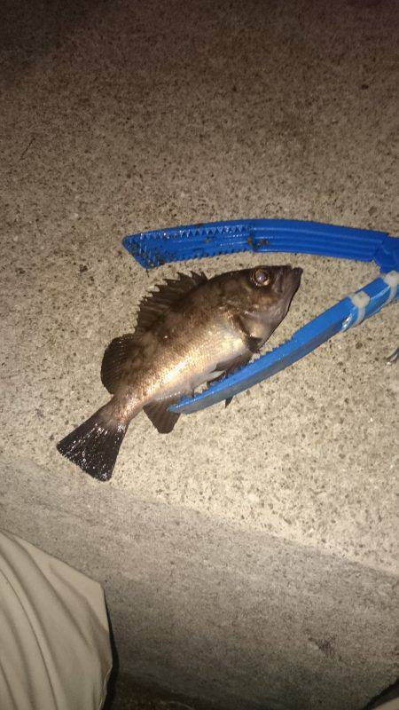 アジがいました