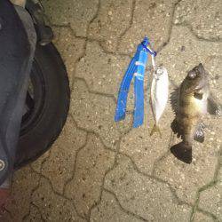 三連休ですはねー