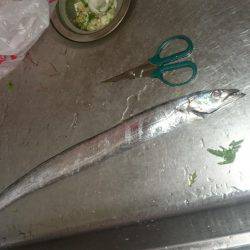 タチウオは強敵です