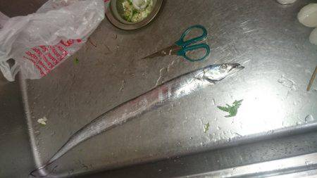 タチウオは強敵です