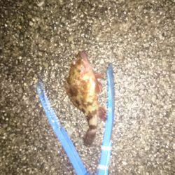 爆風 雨 に撃沈