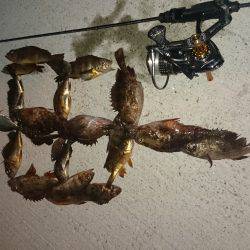 アジング釣行記