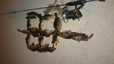 アジング釣行記