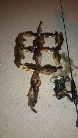 アジング釣行記