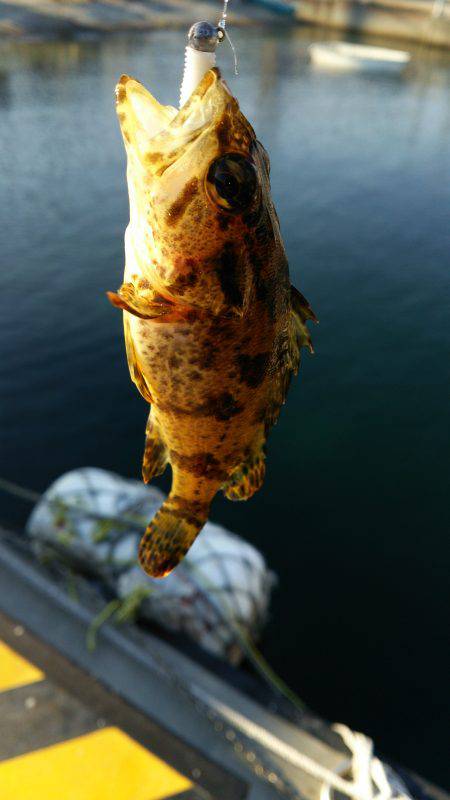 デイライトゲーム