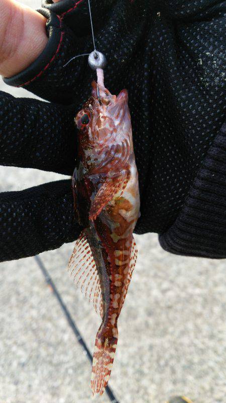 ちょこっとだけライトゲーム