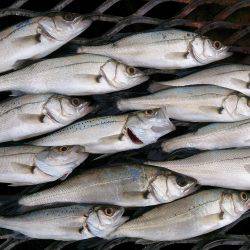 まだまだ、セイゴが元気