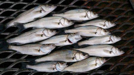 まだまだ、セイゴが元気