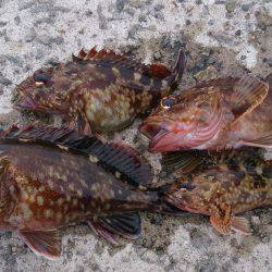 片手間にガシラ