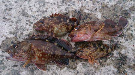 片手間にガシラ