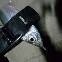 釣り始めは、ぬこ。