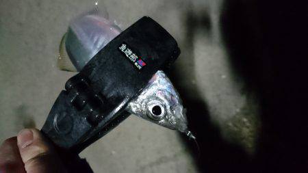 釣り始めは、ぬこ。