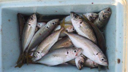 アジ、サビキ釣り！！＾＾