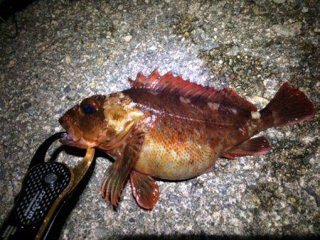 腹パンガッシー