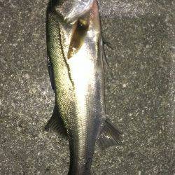 そろそろタチウオからシーバス？