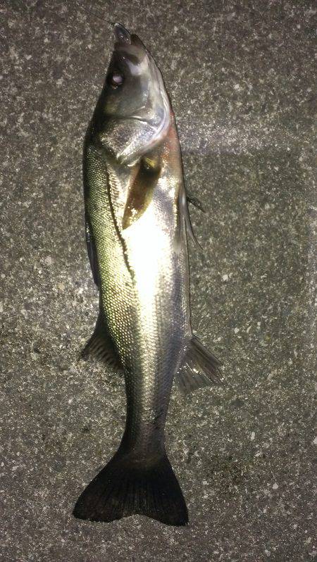 そろそろタチウオからシーバス？