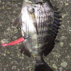 タチウオあかんのか？