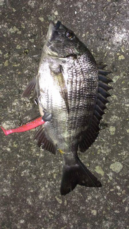 タチウオあかんのか？