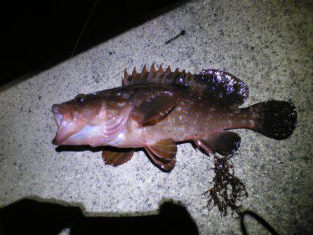 初釣り、家族釣行