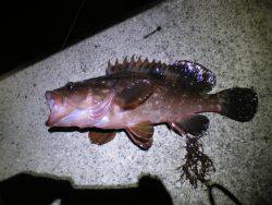 初釣り、家族釣行