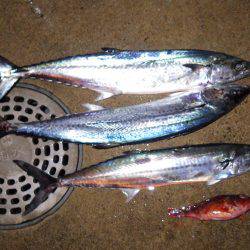 宮津～舞鶴ランガン