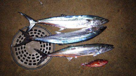 宮津～舞鶴ランガン