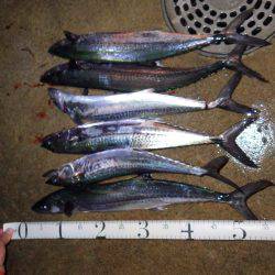 舞鶴サゴシ情報