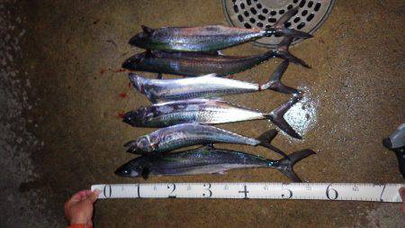 舞鶴サゴシ情報