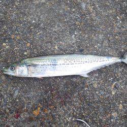 親海公園サゴシまだいけます。