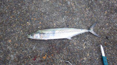 親海公園サゴシまだいけます。