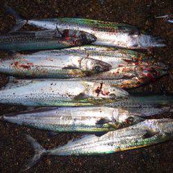 大寒波前の荒食い？