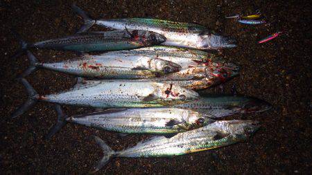 大寒波前の荒食い？