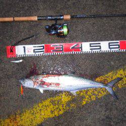 サゴシ＆ガシラ