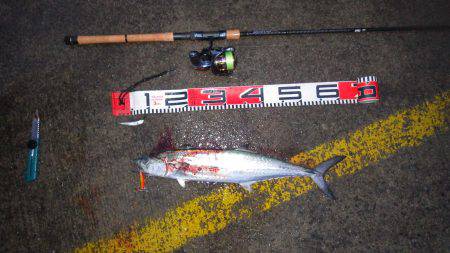 サゴシ＆ガシラ