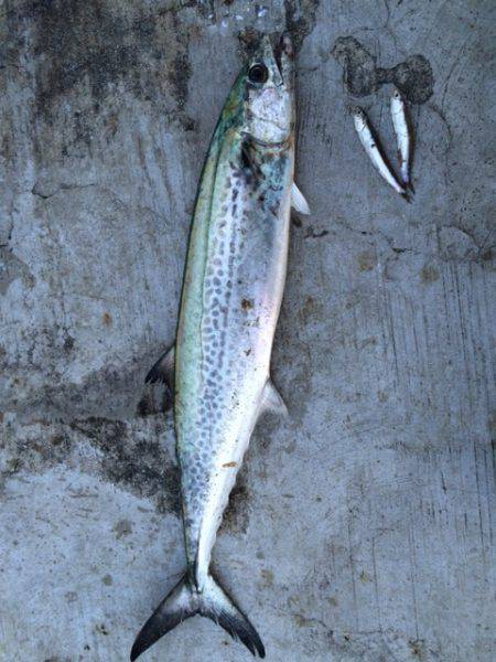 今朝の神戸空港は激アツ