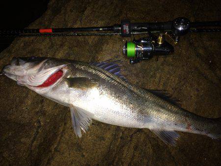 シーバス好調です。