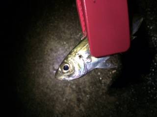 厳しいアジング