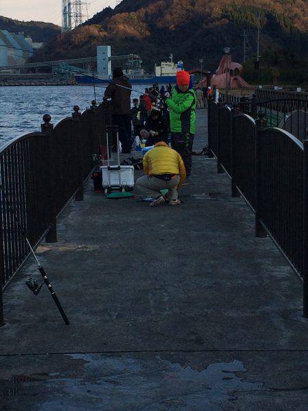 サゴシが釣れました