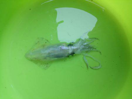 新年初釣り☆　•••君､誰！？