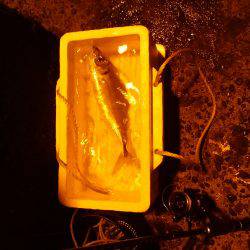 新年初釣り☆　•••で､出た！！